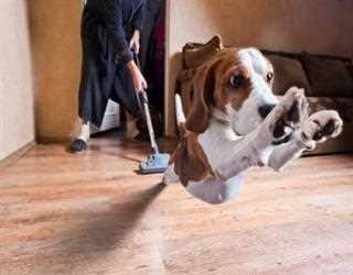 How to choose the Best Cordless Vacuum for Pet