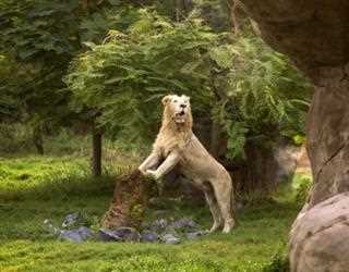 10 Best Animal Attractions in the UAE