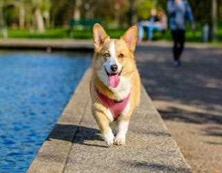 12 Dog Breeds: Choose an ESA Dog Based on your Zodiac