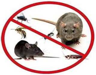 Rodent Problems Some Reasons How Dangerous They Can Be