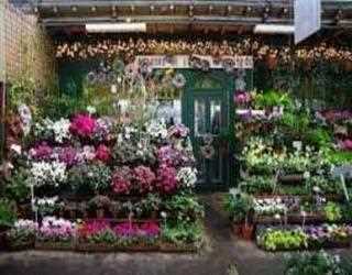 What You Can Expect at a Blossom Store
