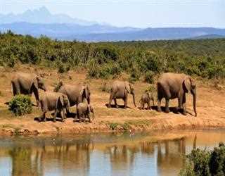 Essentials to Keep in Mind to Have the Best Jungle Safari on Horseback