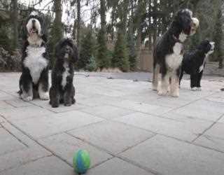 Bernedoodle Collar Vs Bernedoodle Harness
