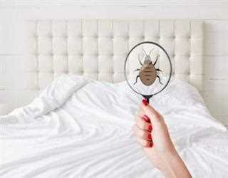 Pest control services you can rely on in Toronto