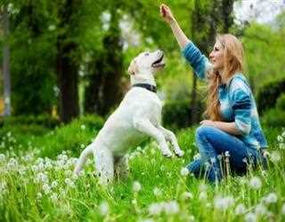 Benefits Of Constant Dog Training For You And Your Dog