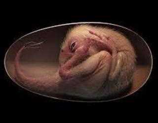 Dinosaur Embryo Found Inside Fossilised Egg in Rare Discovery and Perfectly Preserve