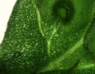 The Research Findings Suggests the Loss of Water from Plant Leaves Do not get Controlled by Stomata