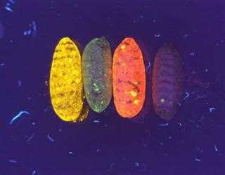 MIIT Engineers have developed a Technique to Boost the Signals coming from Fluorescent Sensors