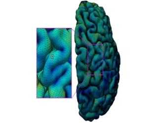 With the Use of MRI Scan Data Cerebral Cortex of Human Brain was Easily Mapped