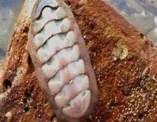 40,000 years ago, a clam thought to be extinct was discovered to be living.