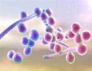 Newly Identified Protein by Researchers at the University of Arizona Might Save Lives