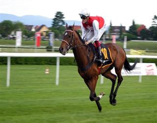 The main genes associated to productive racehorses have been discovered by researchers.